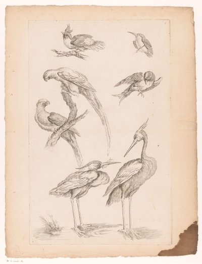 Seven Chinese Birds, Including Herons and Parrots by Gabriel Huquier (attributed to)