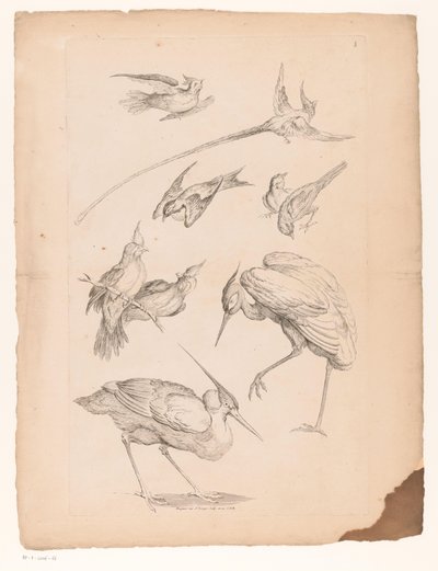 Nine Chinese Birds, Including a Heron and Possibly Birds of Paradise by Gabriel Huquier