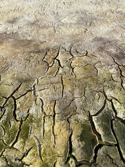 Weathered Bark Pattern by Gabriela Aleksandra Szuba