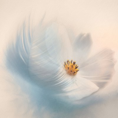 Dreamy Flower Feather by Gaille Gray