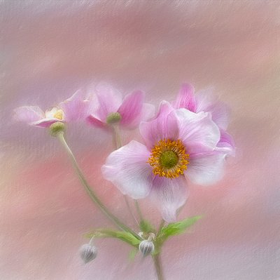 Gentle Pink Blooms by Gaille Gray