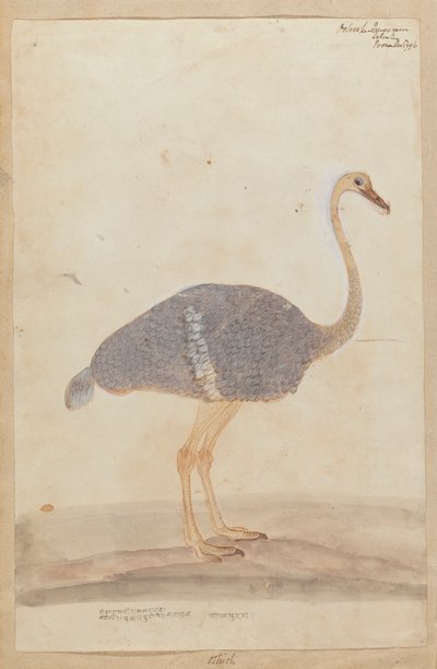 Ostrich by Gangaram Chintaman Tambat