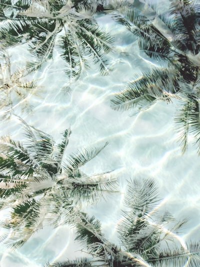 Clear Water Palm Reflections by Gemma Bardot