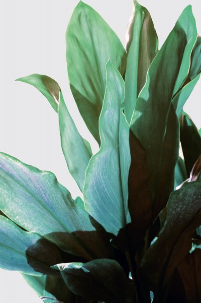 Tropical Green Plant by Gemma Bardot