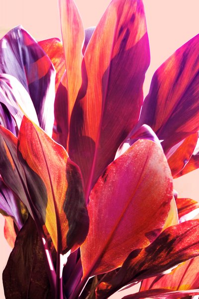 Vibrant Tropical Leaves by Gemma Bardot