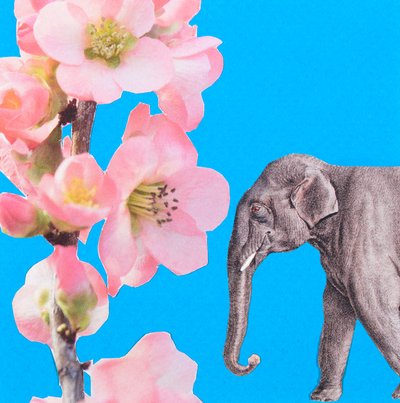 Elephant Blossom by Genevieve French