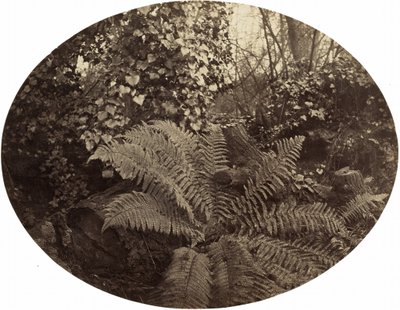 Winter Fronds of the Prickly Fern, c. 1862 by Geoffrey Bevington