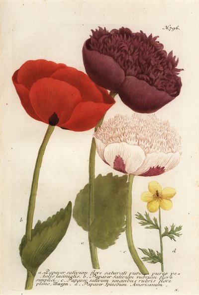 Opium poppy varieties, Papaver somniferum, and Anemone mexicana by Georg Dionysius (after) Ehret