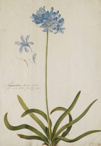 Agapanthus by Georg Dionysius Ehret