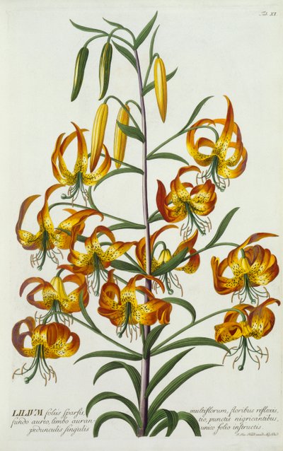 American Turkscap Lily by "Georg Dionysius Ehret