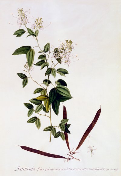 Bauhinia by "Georg Dionysius Ehret