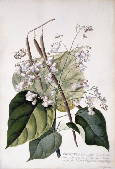 Bignonia by Georg Dionysius Ehret