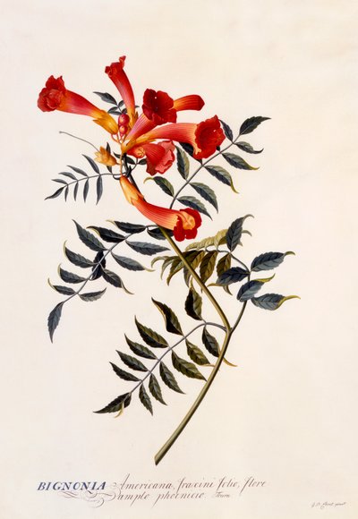 Bignonia Americana, c. 1743 hand coloured engraving by "Georg Dionysius Ehret