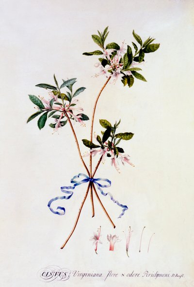 Cistus Virginiana, c. 1743 hand coloured engraving by "Georg Dionysius Ehret