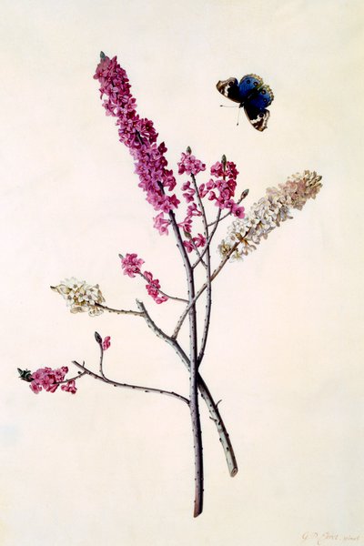 Daphne Mezereum with Butterfly by "Georg Dionysius Ehret