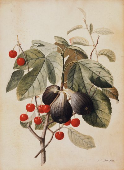 Figs and Cherries by Georg Dionysius Ehret
