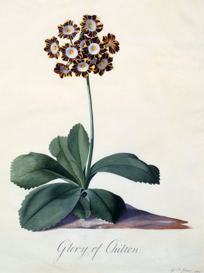 Glory of Chilton (hand coloured engraving) by "Georg Dionysius Ehret