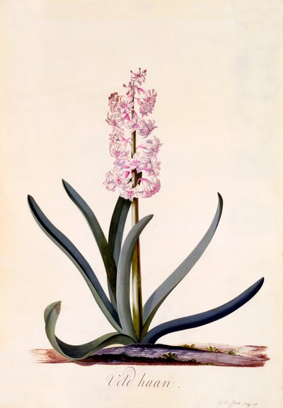 Hyacinth 