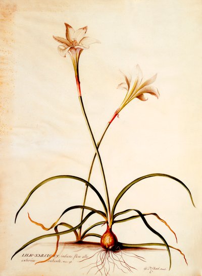 Lilio Narcissus by "Georg Dionysius Ehret