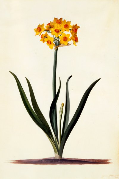 Narcissus, c. 1745 by "Georg Dionysius Ehret