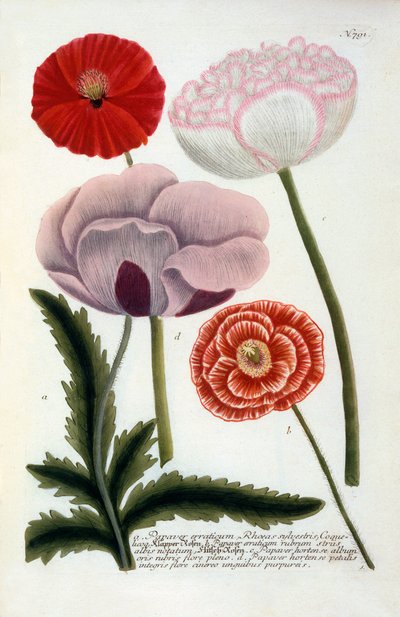 Papaver by "Georg Dionysius Ehret