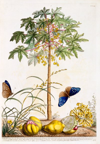 Papaya, c. 1748 hand coloured engraving by "Georg Dionysius Ehret