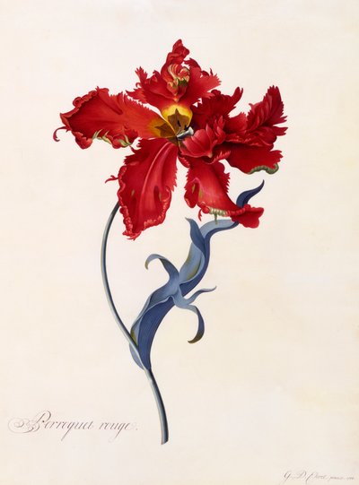 Red Parrot, hand coloured engraving by "Georg Dionysius Ehret