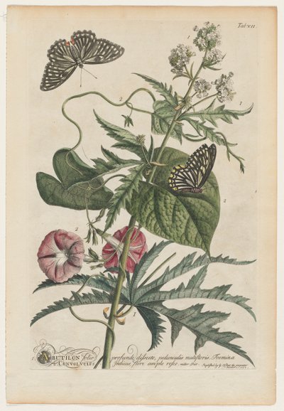 Rare Plants and Butterflies: No. 7 by Georg Dionysius Ehret