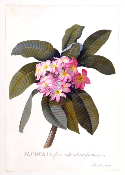 Plumeria, c. 1744 Hand Coloured Engraving by "Georg Dionysius Ehret