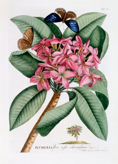 Plumeria by "Georg Dionysius Ehret