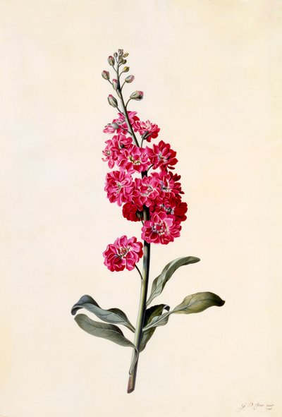 Stock Matthiola Incana by "Georg Dionysius Ehret