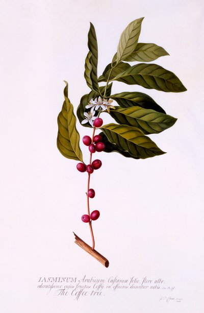 The Coffee Tree, c. 1743 (hand coloured engraving) by "Georg Dionysius Ehret