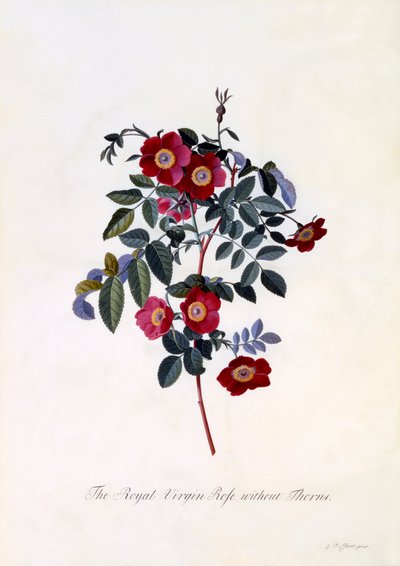 The Royal Virgin Rose without Thorns by "Georg Dionysius Ehret