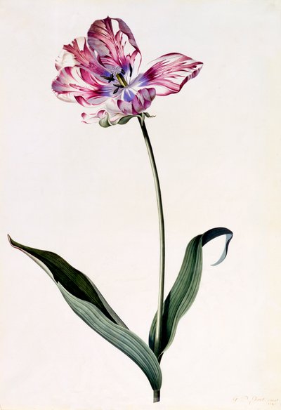 Tulip by "Georg Dionysius Ehret