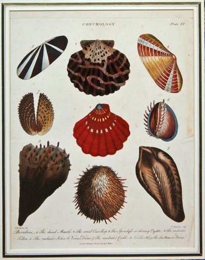 Bivalves, Plate XV from 