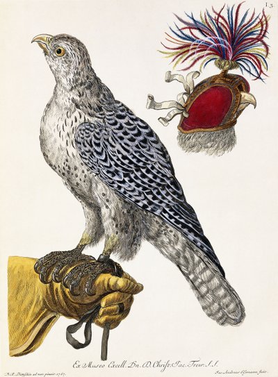 Falconry, Plate 3, from "Deliciae Naturae Selectae" by Georg Wolfgang Knorr