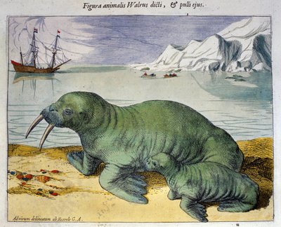 Representation of a Walrus, Polar Animal. Engraving from Atlas by Braun & Hogenberg, 1590 by Georg Braun and Hogenberg Franz