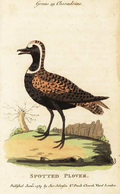 American golden plover or spotted plover by George (after) Edwards