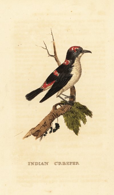 American Treecreeper or Brown Creeper, Certhia americana by George (after) Edwards
