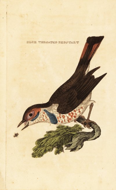 Bluethroat by George (after) Edwards