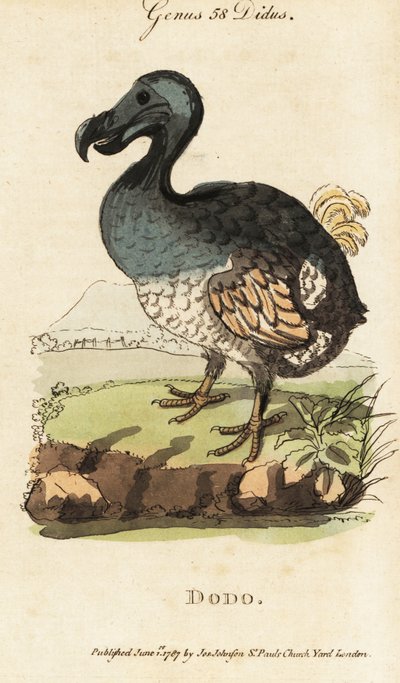 Extinct Dodo, Raphus cucullatus (Didus ineptus) by George (after) Edwards