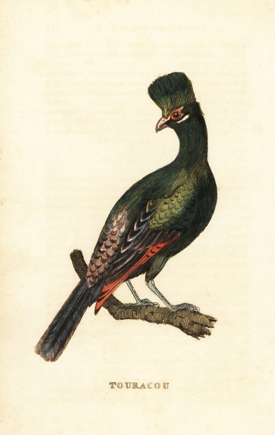 Guinea turaco or green turaco by George (after) Edwards