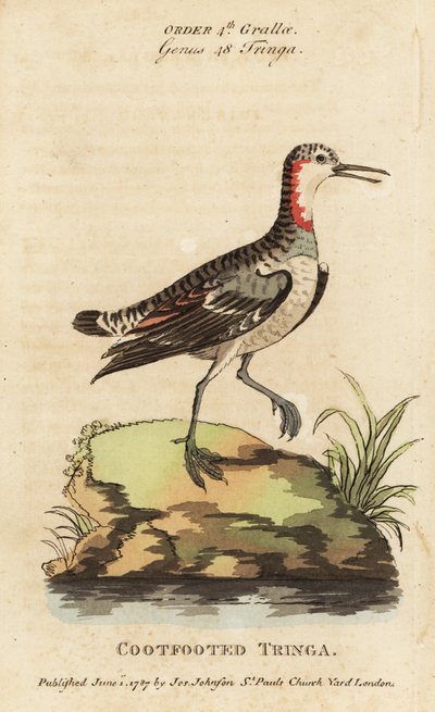 Red-necked phalarope, Phalaropus lobatus by George (after) Edwards