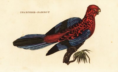 Crimson Rosella by George (after) Shaw