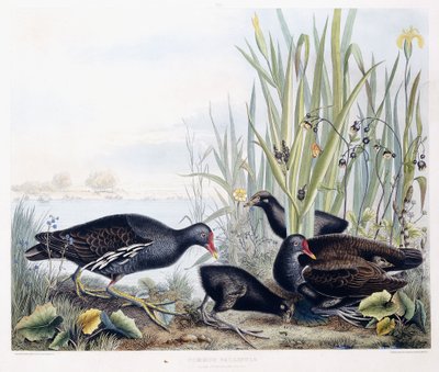 Common Gallinule (Moorhen) (Male, Female and Young), c.1841 by George (after) Shield