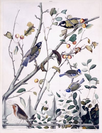 Red Breast (Robin), Great Titmouse (Male and Female) and Blue Titmouse (Male and Female) by George (after) Shield