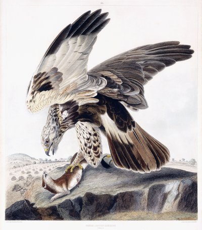 Rough Legged Buzzard (Female) by George (after) Shield