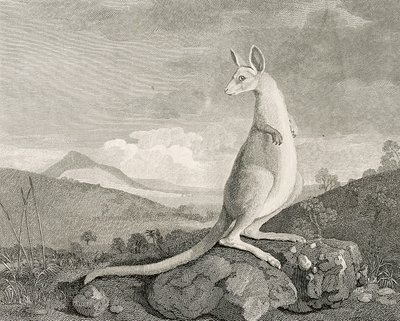 An animal found on the coast of New Holland, called Kanguroo, c.1773 by George (after) Stubbs