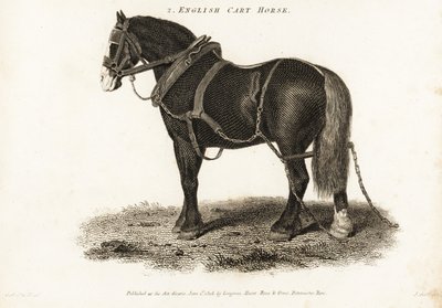 English Cart Horse or Shire Draught Horse by George (after) Stubbs