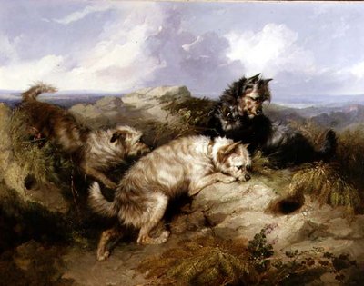 A Dandy Dinmont and Two Cairns Rabbiting by George Armfield